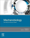 Mechanobiology From Molecular Sensing To Disease